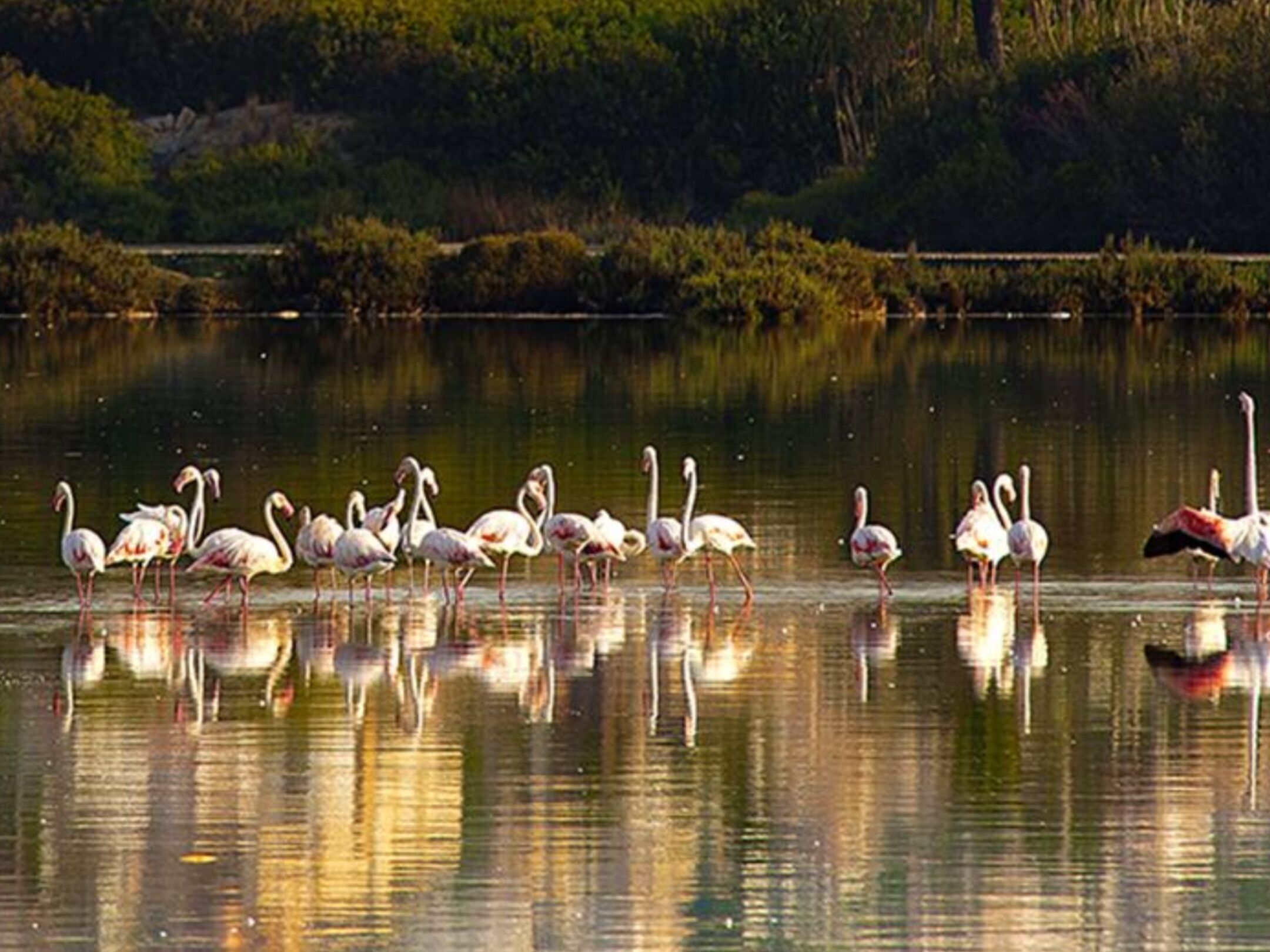 Un grupo de flamencos de pie en una masa de agua tranquila, con reflejos visibles.