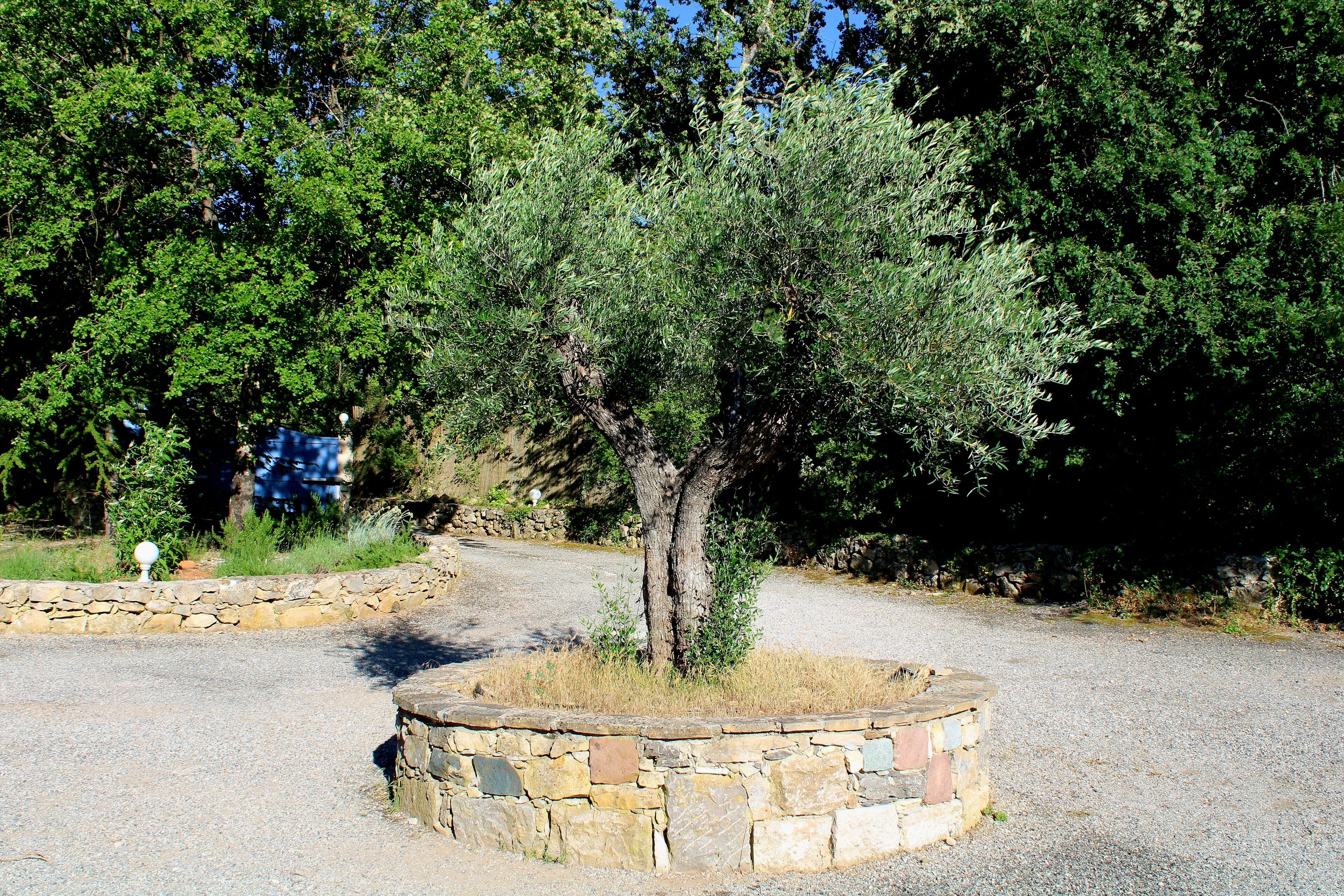 A tree in a stone planter surrounded by a gravel path.