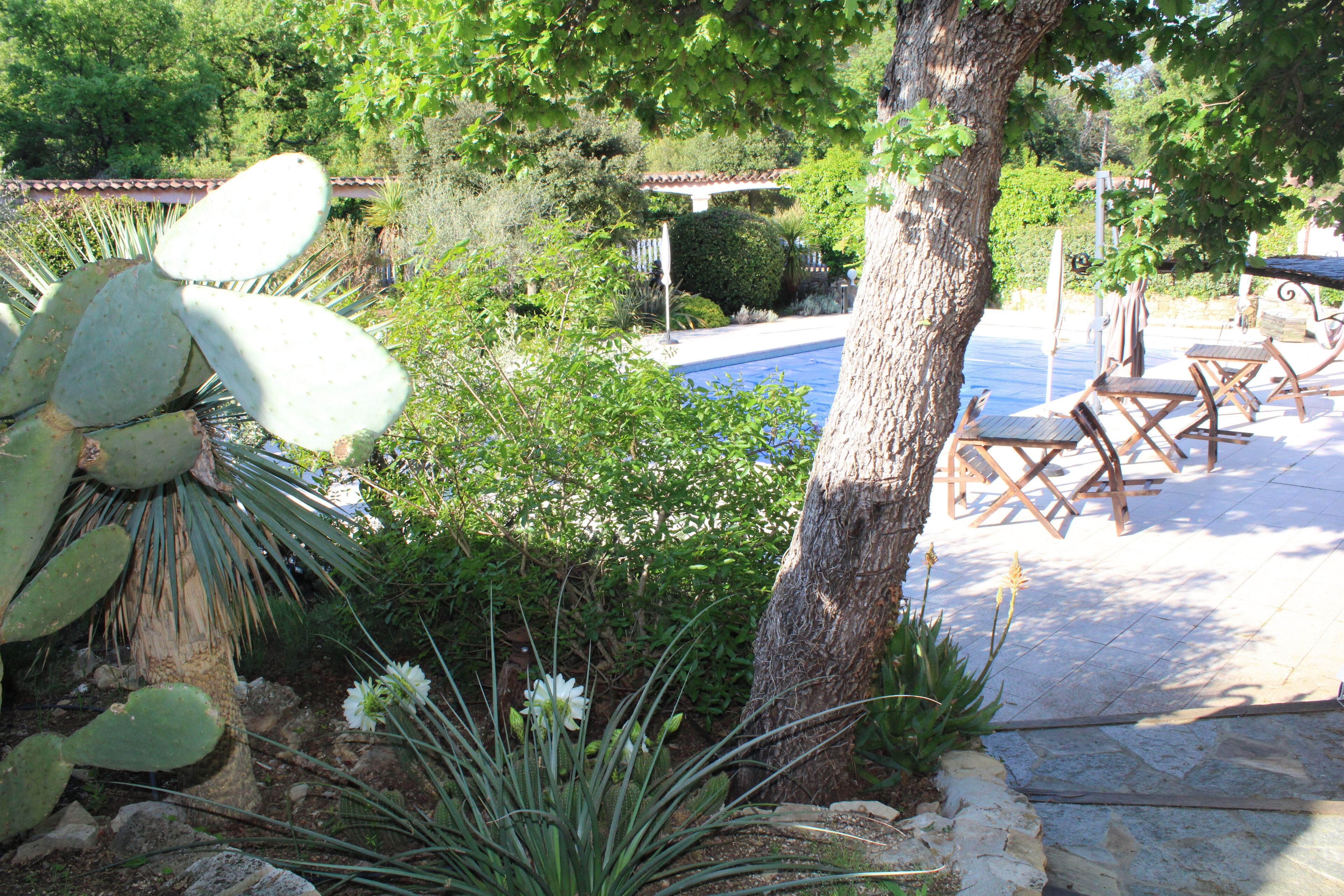 A pool area with a wooden deck, surrounded by greenery including a large cactus and various plants.
