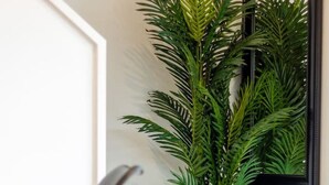 Uma planta em vaso com folhas verdes num vaso cinzento texturizado, colocada sobre um tapete ao lado de uma parede branca e uma cadeira preta.