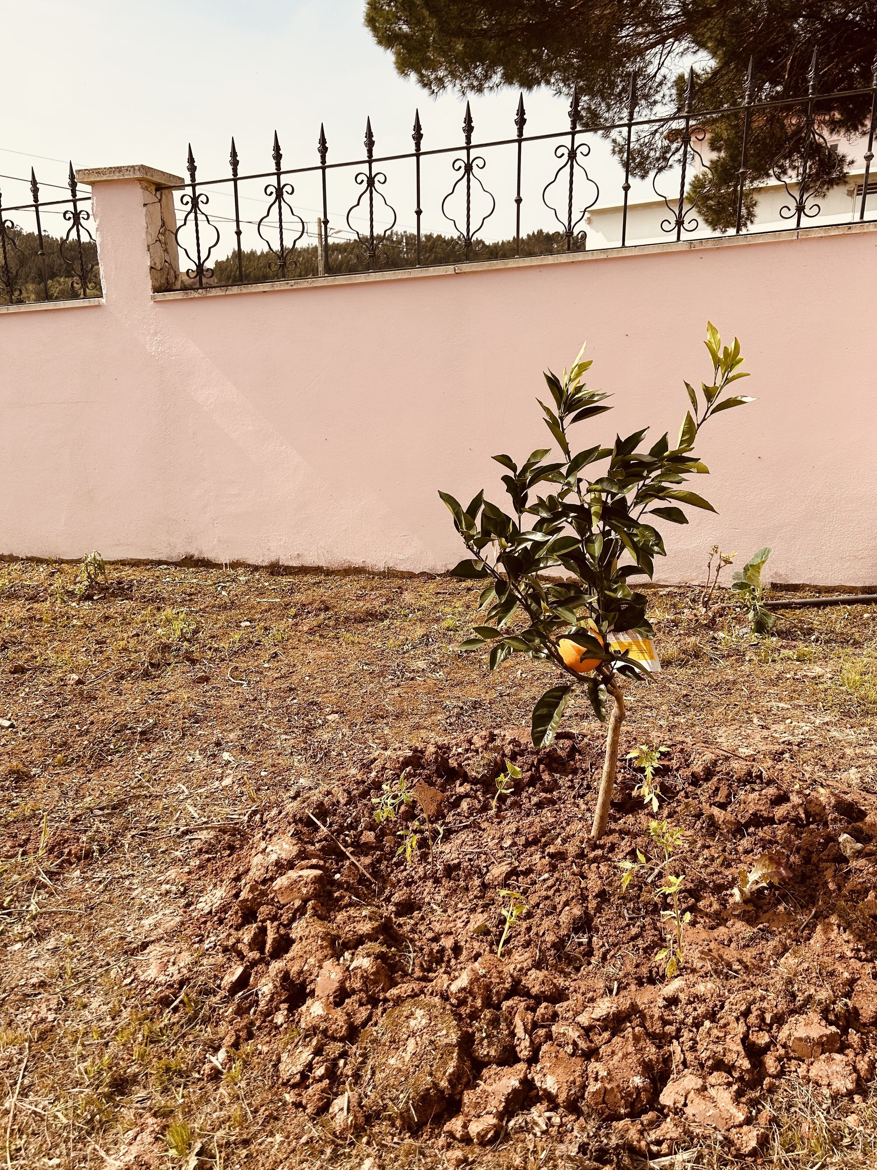 A small tree planted in a pot on a dry, rocky ground with a pink wall and a black iron fence in the background.