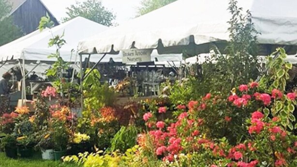 Ein Garten mit verschiedenen Pflanzen und Blumen, darunter blühende Exemplare in Rosa und Gelb.