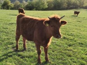 Una vaca de pie en un campo con hierba.