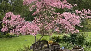 A garden with a bench and a wooden table. - The Loft at Reverie Gardens (Sequim)