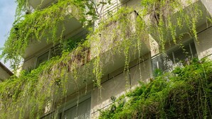 Un edificio de varios pisos con balcones cubiertos de densa vegetación.