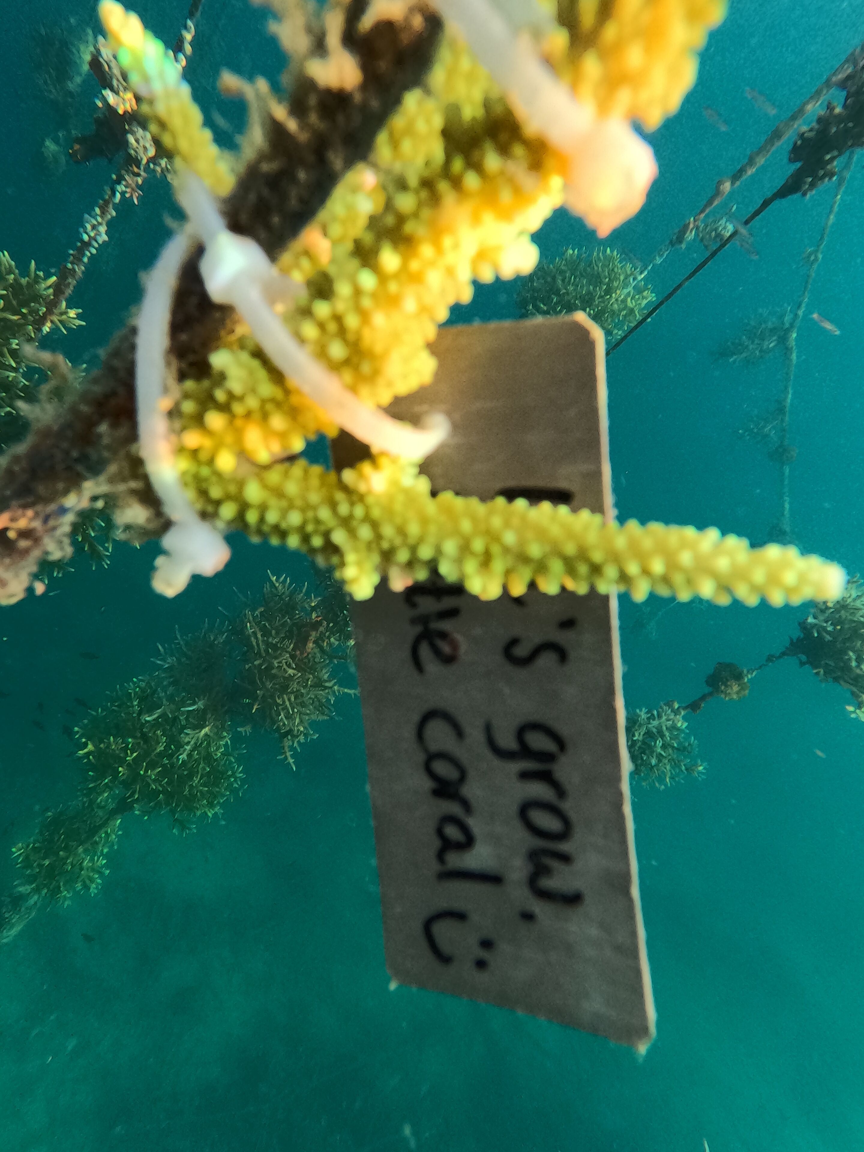 Close-up de um ramo de coral com uma placa que diz: "It's grow, the coral".