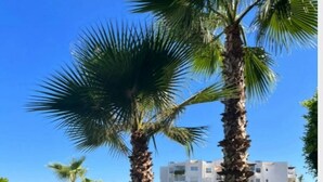Un jardín con palmeras y un sendero pavimentado.