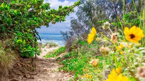 Ein sandiger Pfad führt zu einem Strand, gesäumt von üppiger Vegetation und gelben Blüten.