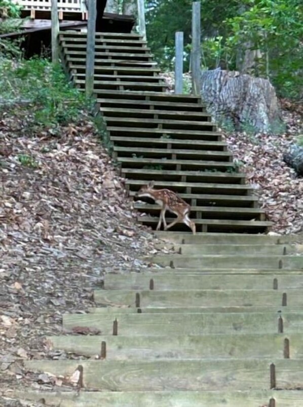Una escalera de madera en un entorno natural con un ciervo en los escalones.