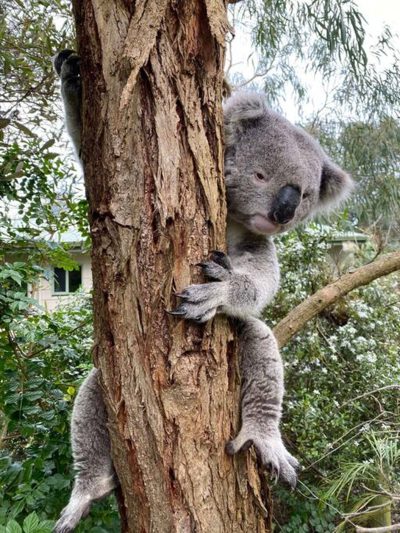 Koala roikkuu puun rungossa.