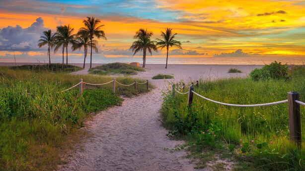 A sandy path leading to a beach with palm trees and a sunset.