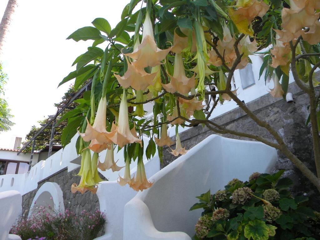 Een wit zitgedeelte buiten, met een stenen muur en een plant met bloeiende bloemen.