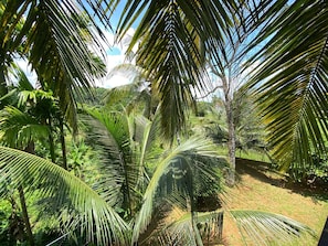 Escape to a serene tropical oasis with lush palm trees and a tranquil garden setting.