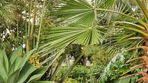 A brick pathway surrounded by lush greenery and palm trees. - La Banksia Hotel (Quito)