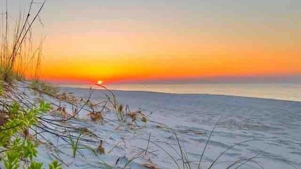 A beach scene with sand and sparse vegetation.