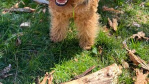 Un cane in un'area erbosa all'aperto, con un edificio in pietra sullo sfondo.