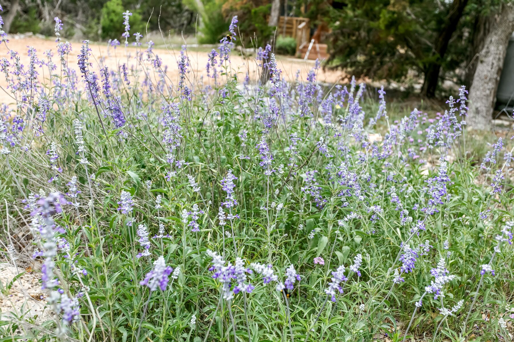 Un jardin où l’on peut admirer des plants de lavande.
