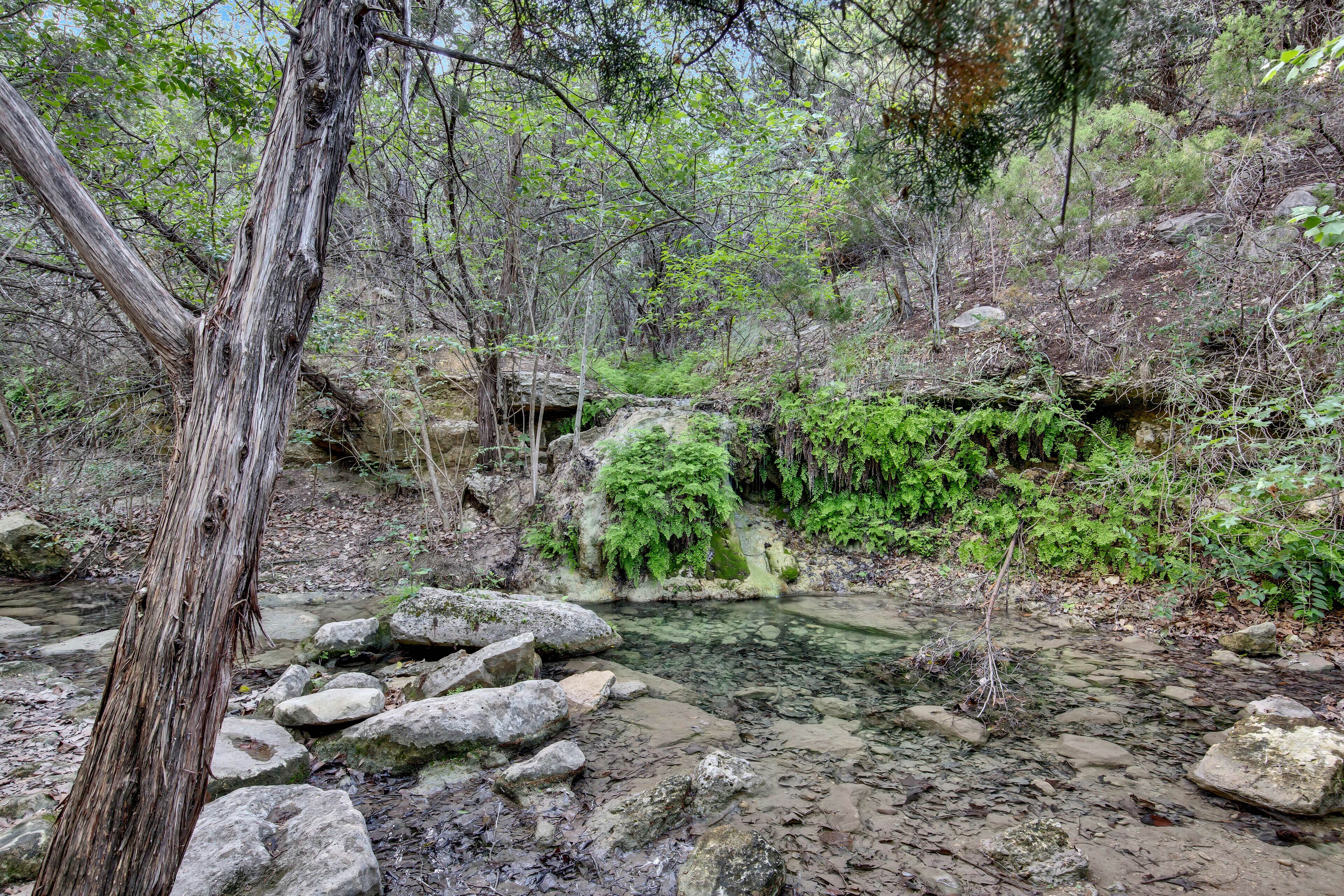 A natural outdoor setting with a rocky stream, a fallen tree, and dense greenery.