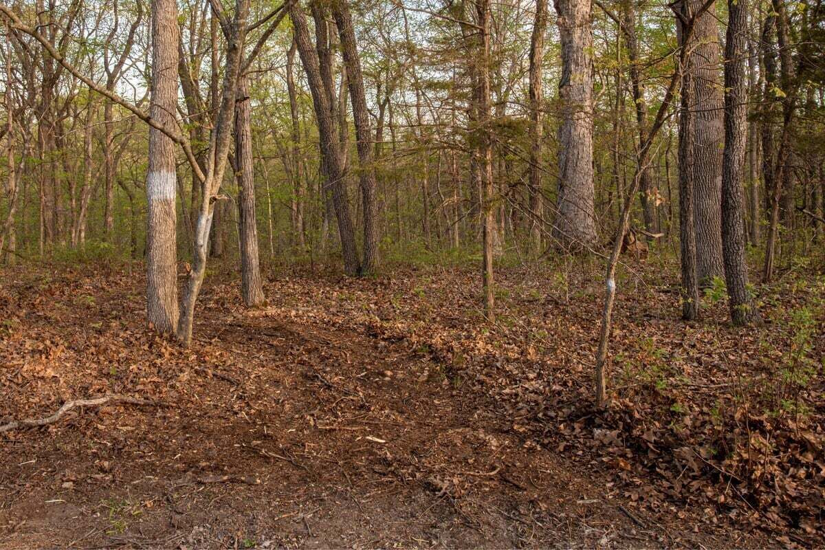 A forested area with tall trees and a ground covered in dry leaves.
