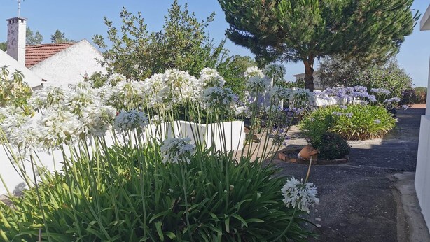 A residential street with a white house, a large tree, and various flowering plants. - Maison de Campagne au Calme (Ventosa)