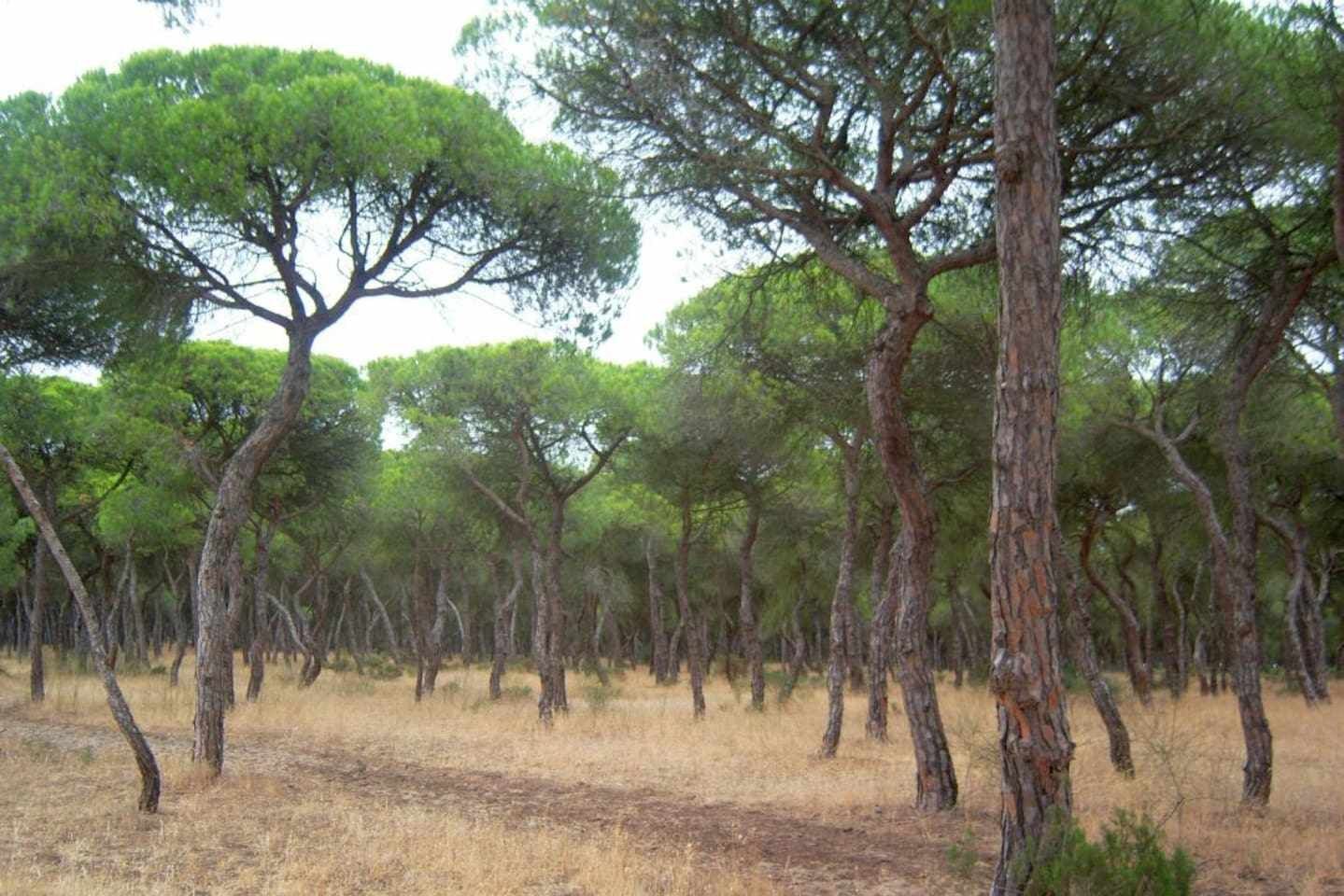 Une forêt avec de grands arbres et de l’herbe sèche.