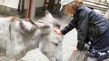 A person petting a donkey in an outdoor area with stone walls and wooden structures.
