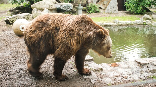 Un oso caminando cerca de un estanque en un recinto de un zoológico.