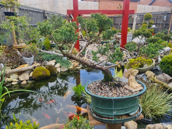 Ein Bonsai-Baum im Blumentopf, ein Teich mit Koi-Karpfen und eine rote Struktur im Hintergrund.