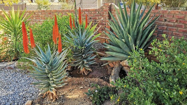 Un jardín con diversas plantas, entre ellas agave y aloe vera, frente a un muro de ladrillo.