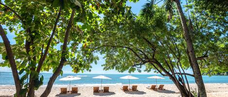 Una playa con filas de tumbonas y sombrillas, una palmera y una vista despejada del océano.