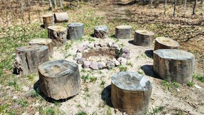 Un claro en el bosque con un brasero rodeado de tocones de árboles grandes.