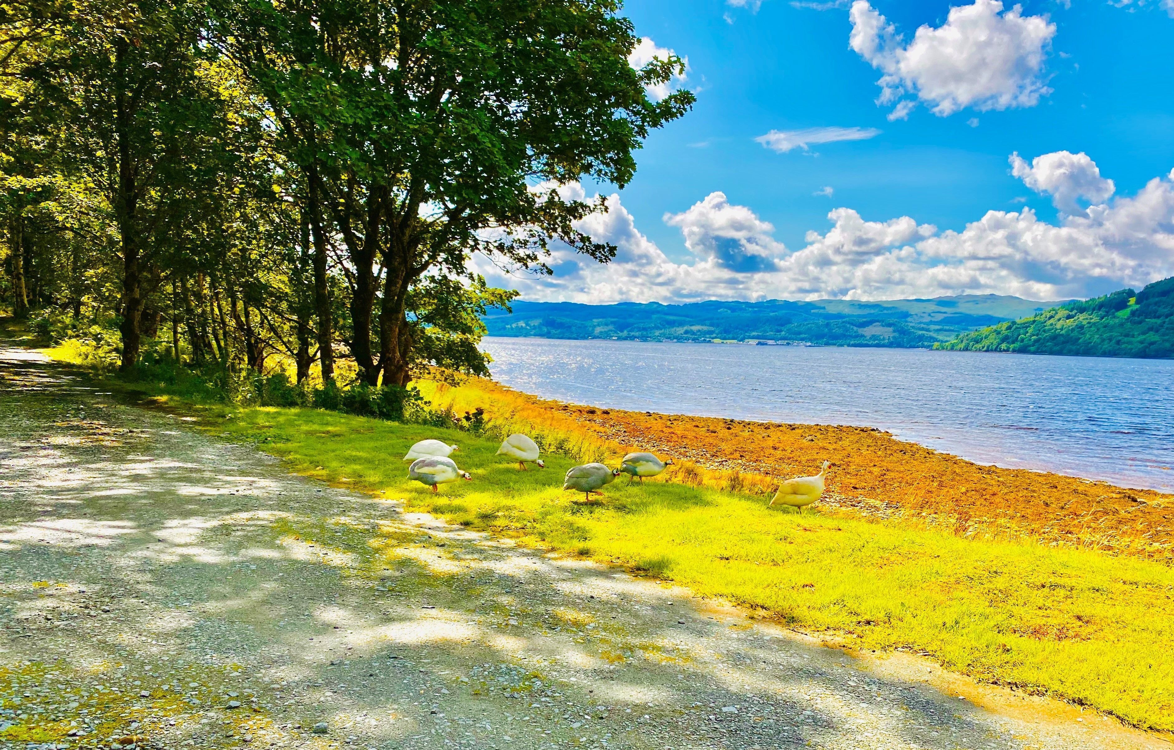A lakeside road with a grassy area and trees.