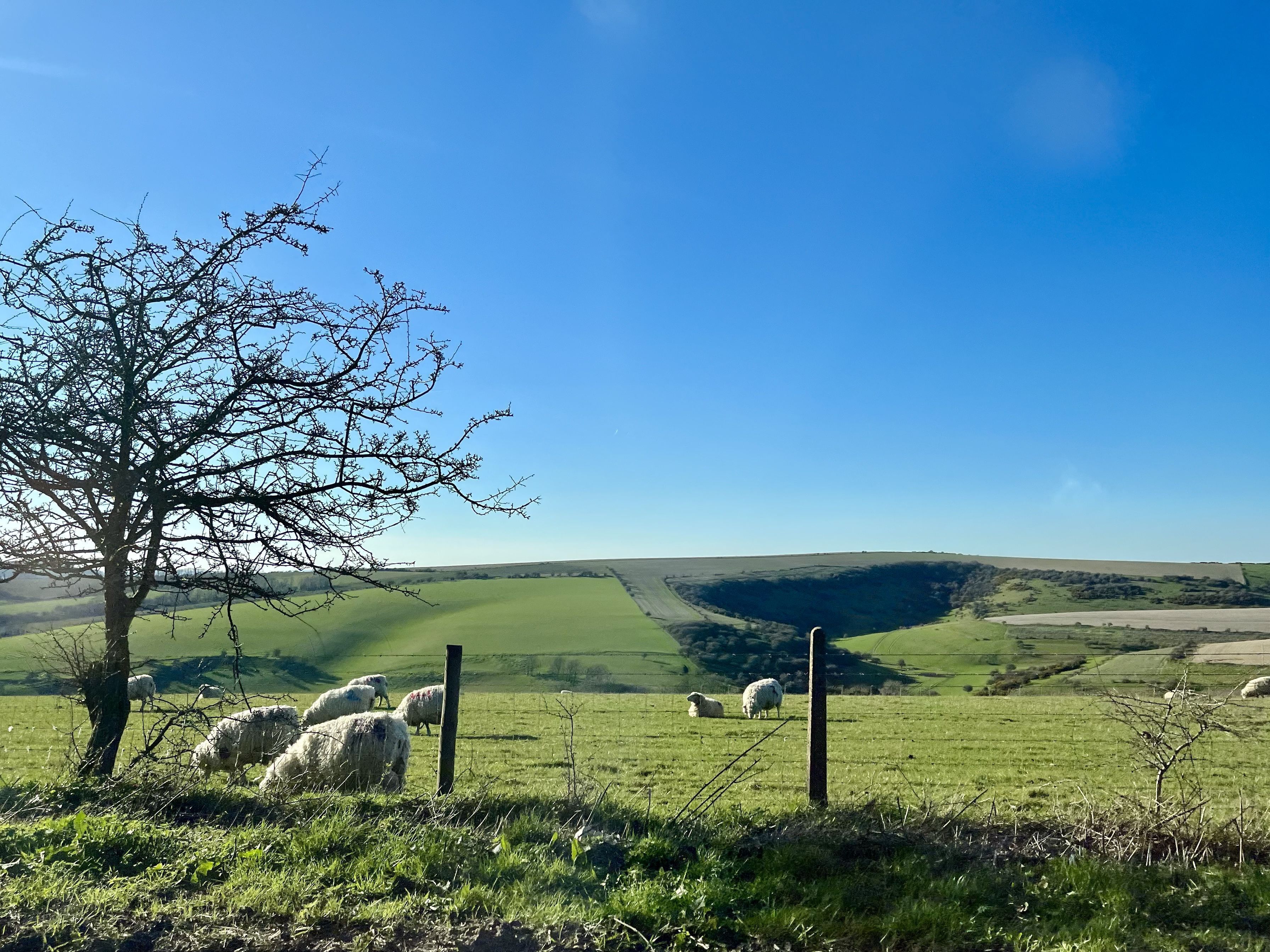 A rural landscape with a tree and sheep grazing in a field.