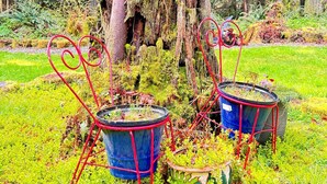 A tree stump with moss and two blue pots with red stands in a garden. - Magical Private House in Forest w/Hot Tub. Near Wineries! (Woodinville)