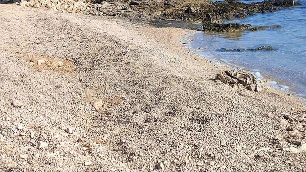 Una spiaggia rocciosa con due persone che camminano, un grande pino e un cielo azzurro limpido.