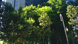 A tall modern building with a glass facade and multiple floors, surrounded by lush green trees. - Homey Family Gateway (Petaling Jaya)
