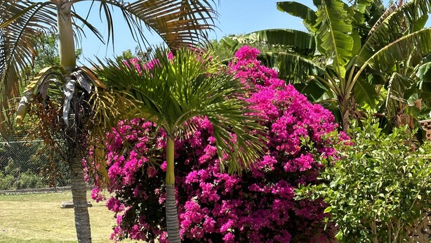 A garden with palm trees and vibrant pink bougainvillea flowers. - Remarkable 1-bed Apartment in Montego Bay (Montego Bay)