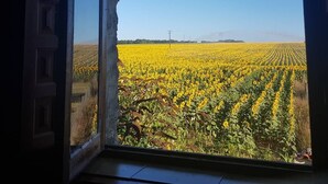 Una finestra con vista su un campo di fiori gialli.