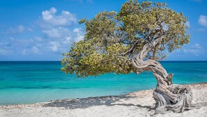 Un arbre aux branches tordues, sur une plage de sable fin, avec une eau turquoise et limpide et un ciel bleu.