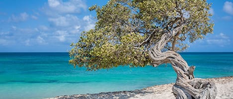 在海滩、白沙、沙滩椅、海滩遮阳伞