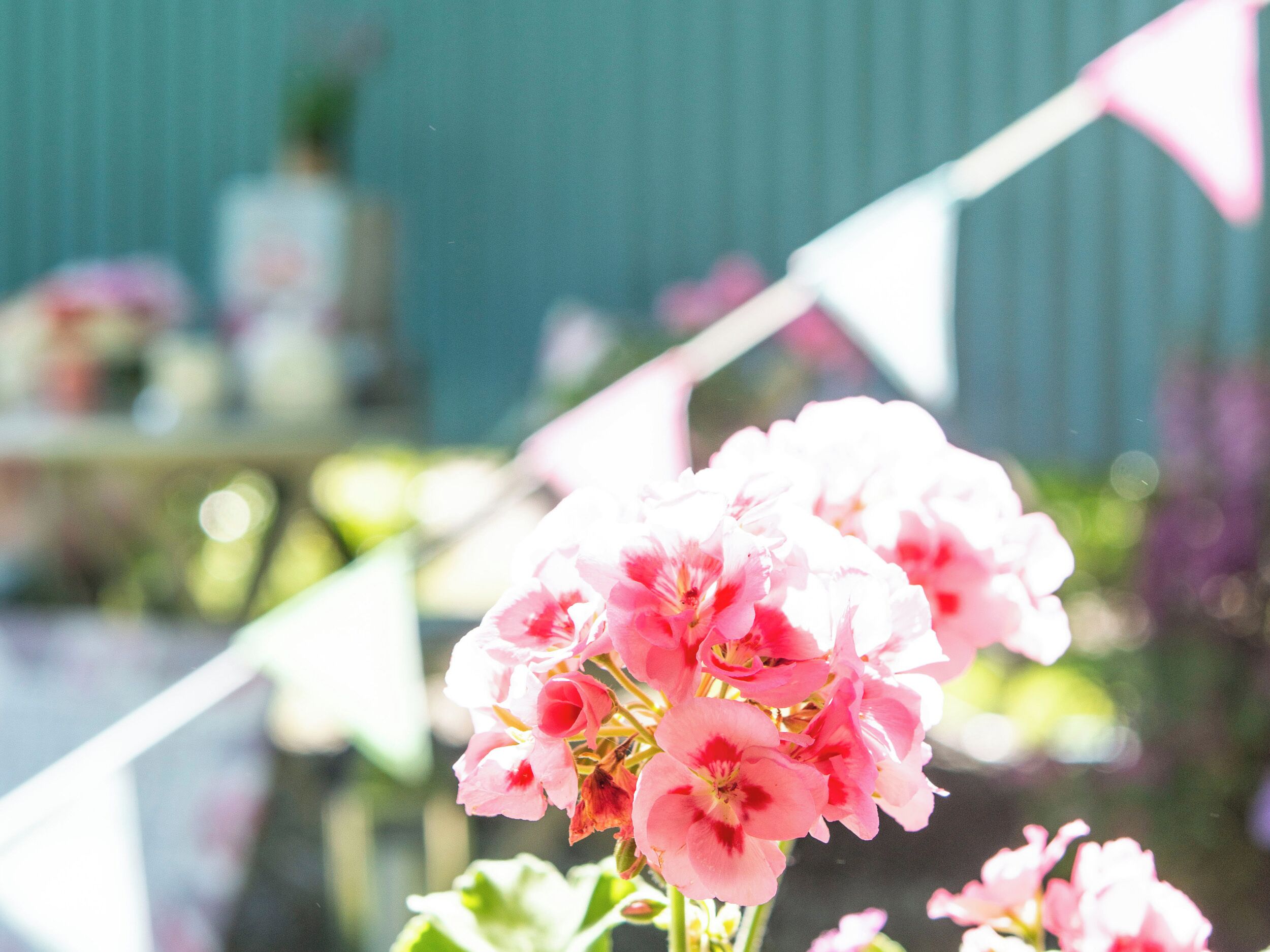 Un gros plan de fleurs roses sur un arrière-plan flou.