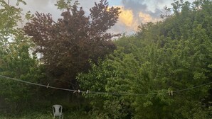 Un paisaje verde exuberante con un árbol y una silla blanca.