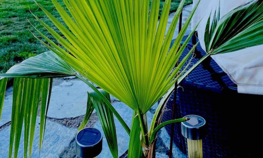 Een palmplant met een pot en een waterreservoir op een stenen oppervlak.