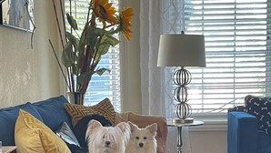 Un salon avec un canapé bleu, un petit chien blanc, un vase rempli de tournesols et un tapis à motifs.