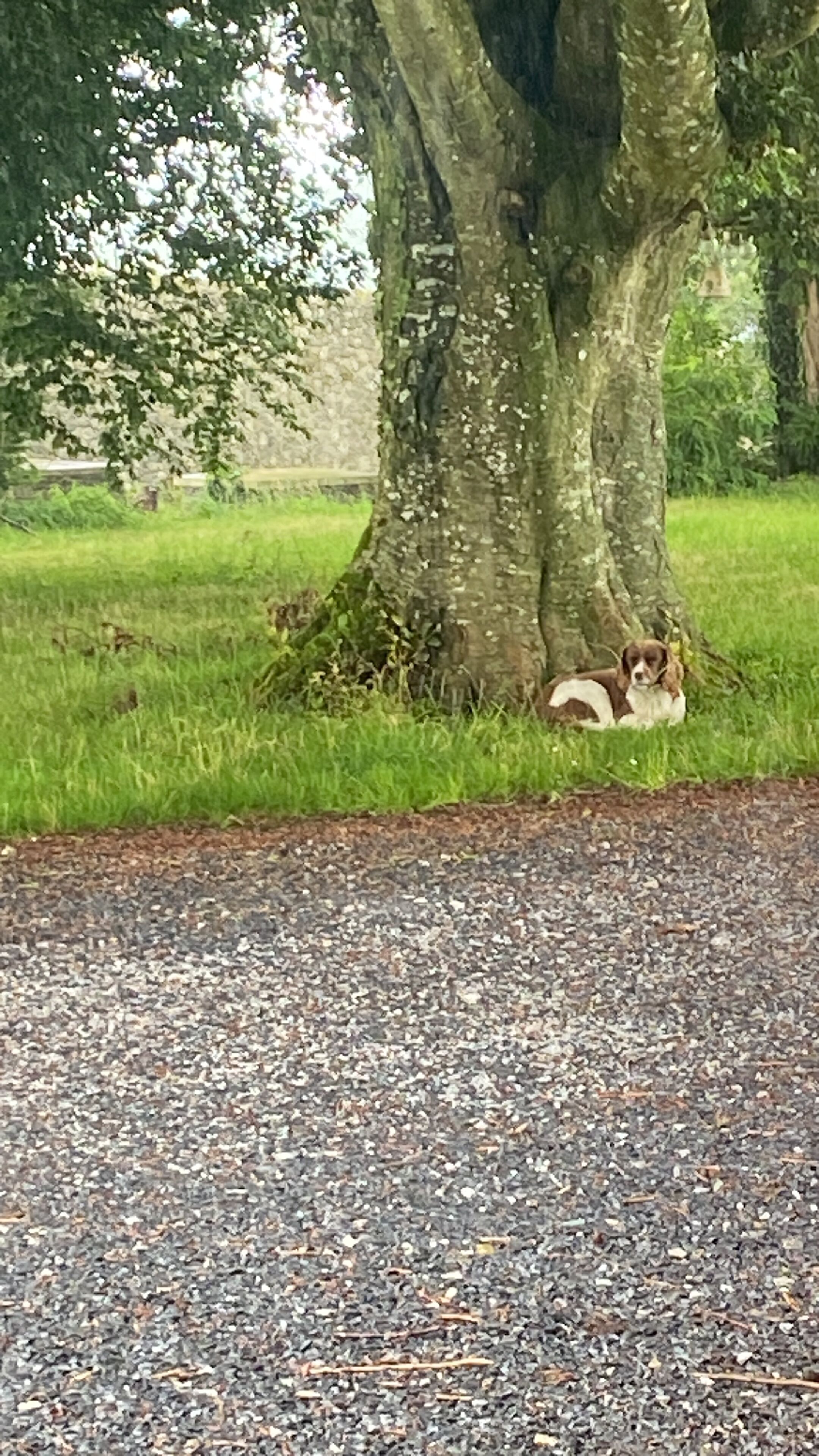 A tree-lined path with a dog resting under a tree.