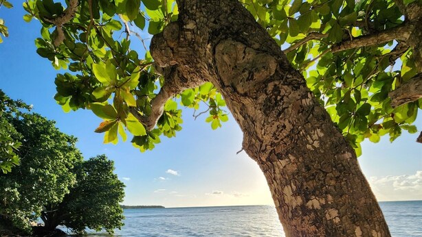 A beach with a tree in the foreground, a sandy shore, and calm water. - Casa Arrecife Queen Beds/Beach/Pool/Pet Friendly (Cabo Rojo)