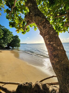A beach with a tree in the foreground, a sandy shore, and calm water. - Casa Arrecife Queen Beds/Beach/Pool/Pet Friendly (Cabo Rojo)