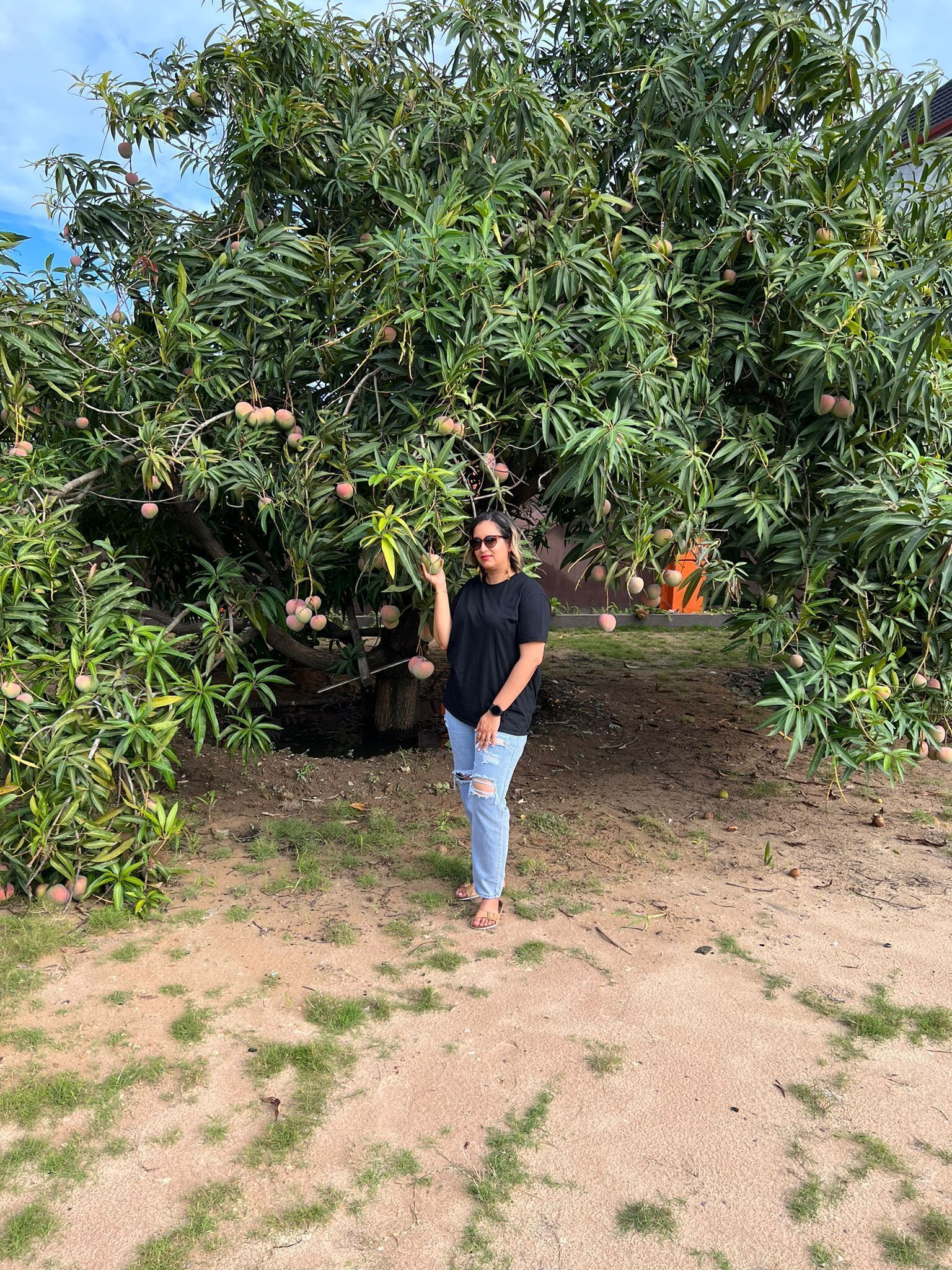 A person standing in front of a mango tree with ripe mangoes.