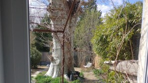 Vista pela janela de um jardim com deck de madeira, pérgola e diversas plantas e árvores.