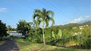 A rural road with a palm tree and greenery on one side. - Luxurious Apartment w/ Free Parking + Kitchen (Mayagüez)